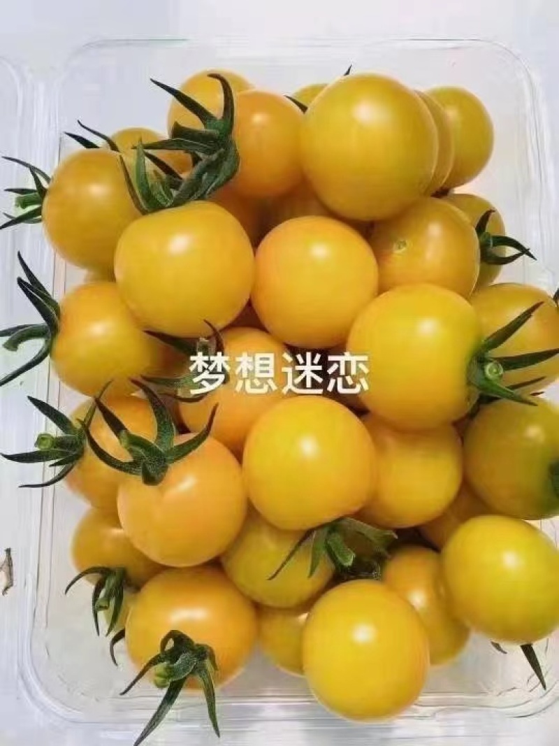 精品黄色迷恋圣女果对接市场批发电商超市小番茄支持视频