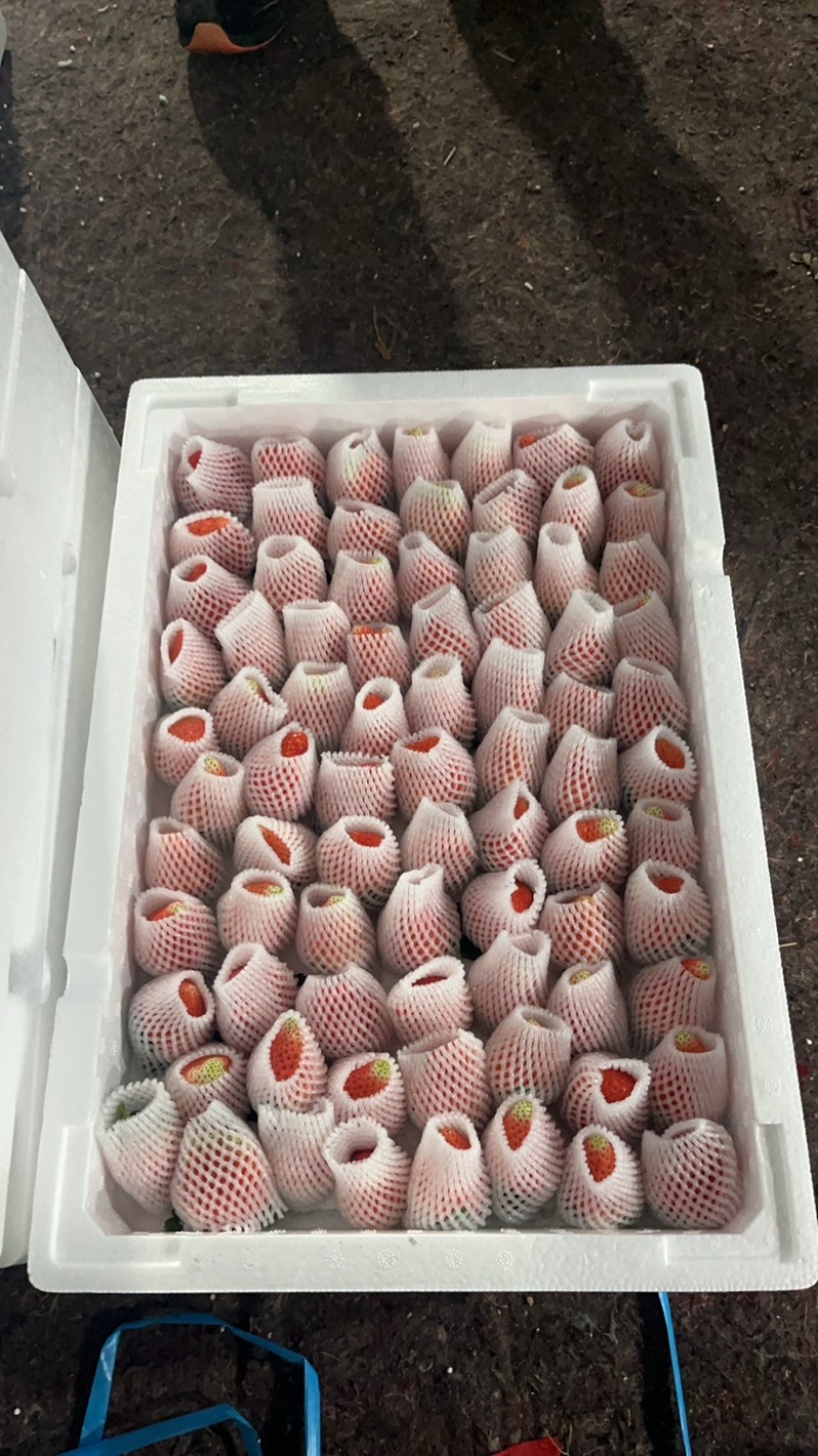 徐州宁玉草莓，有需要的老板速度联系，货源充足