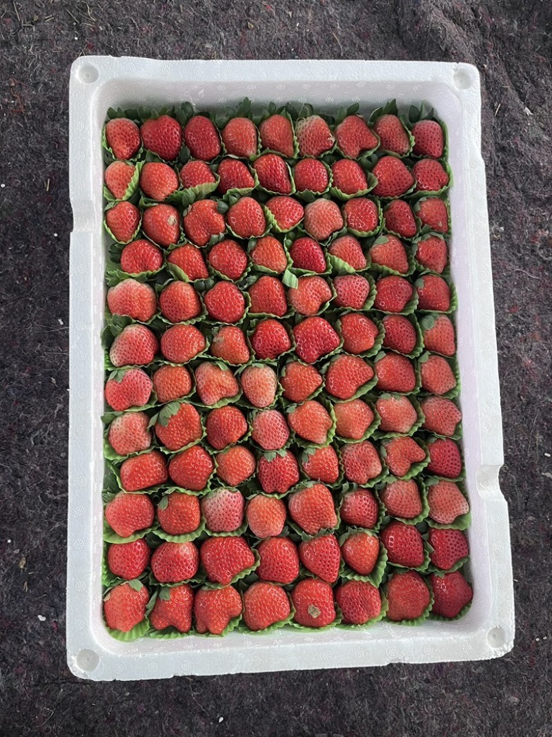 徐州宁玉草莓，有需要的老板速度联系，货源充足