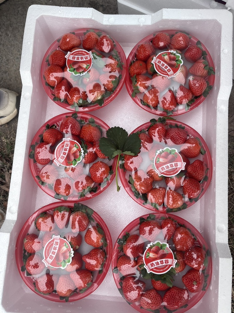 徐州宁玉草莓已上市物美价廉规格齐全欢迎新老客户采购