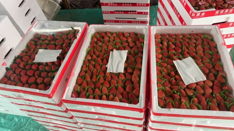 徐州宁玉草莓已上市物美价廉规格齐全欢迎新老客户采购