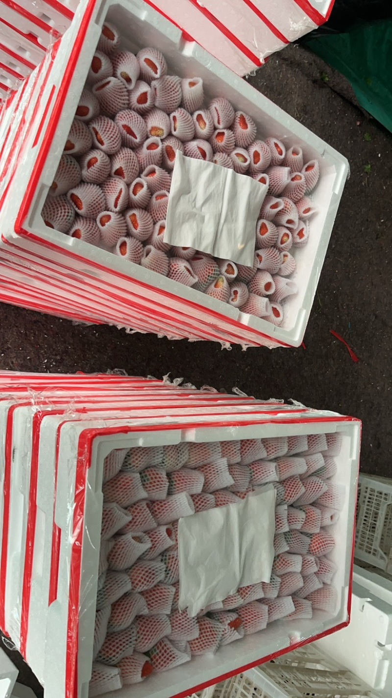 徐州宁玉草莓已上市物美价廉规格齐全欢迎新老客户采购