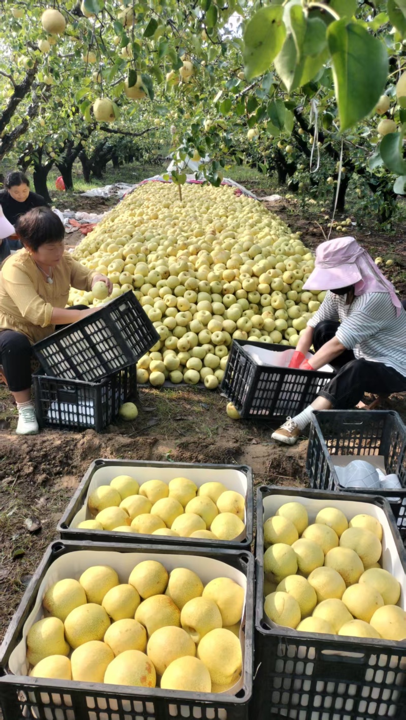 安徽砀山梨，产地现货，电商平台及市场**！