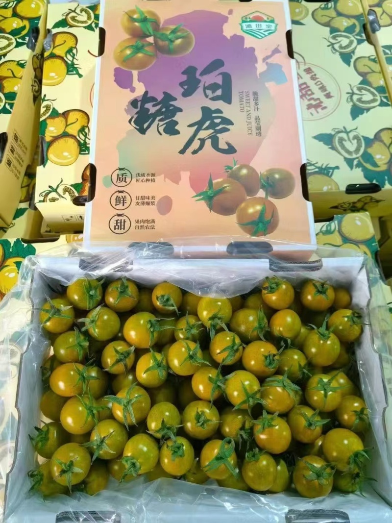 糖珀虎绿色小番茄圣女果新鲜上市山东寿光产地直发