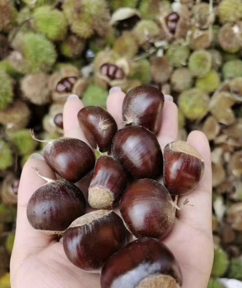 板栗，栗子，产地一手货源，量大从优，保质保量