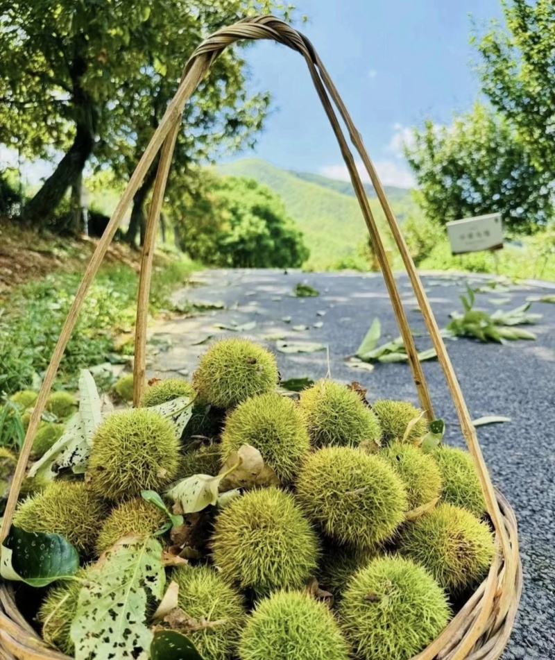 板栗，栗子，产地一手货源，量大从优，保质保量