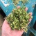 牧草宜隆二号牧草饲料牛羊猪鸡鹅养殖场动物园家畜喂养赛马牧草