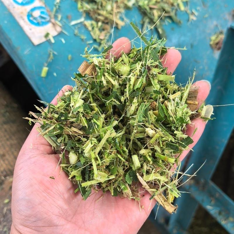 牧草宜隆二号牧草饲料牛羊猪鸡鹅养殖场动物园家畜喂养赛马牧草