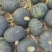 贝贝南瓜，产地直发，大量有货，欢迎各位老板咨询采购