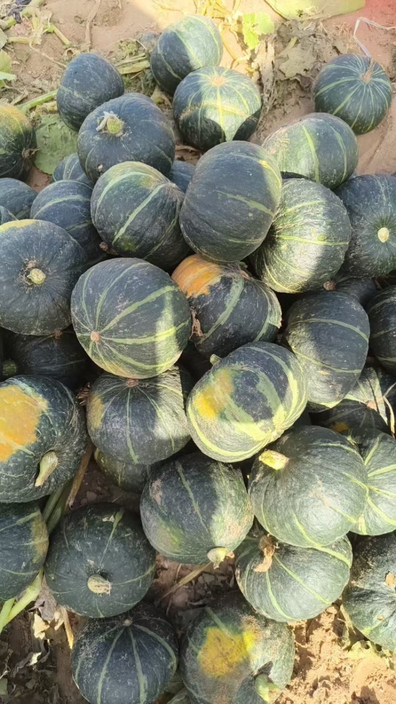 贝贝南瓜，产地直发，大量有货，欢迎各位老板咨询采购