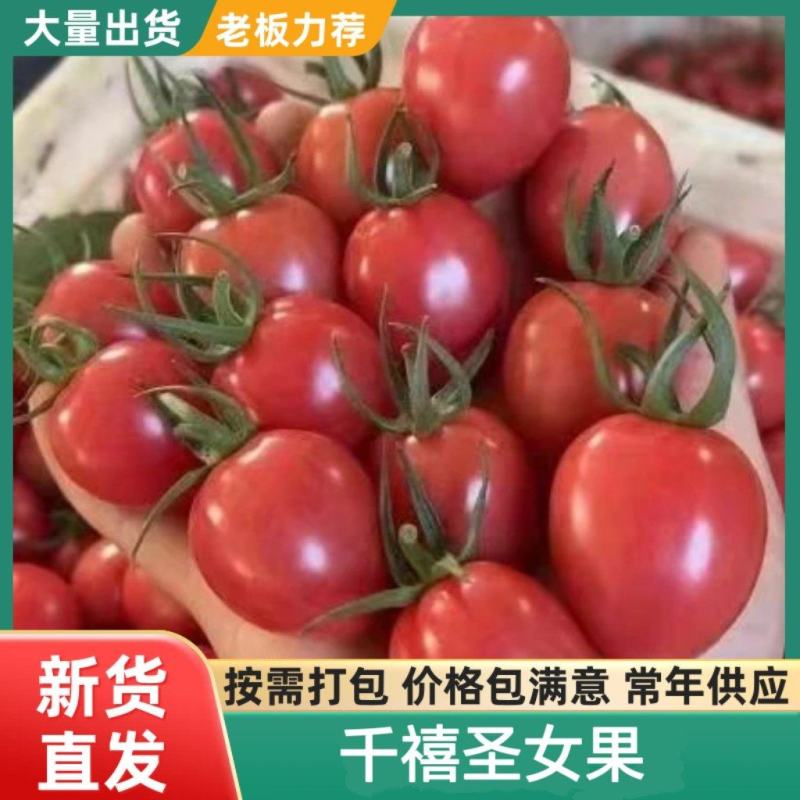 优质千禧圣女果大量有货寿光基地直发小番茄品种齐全