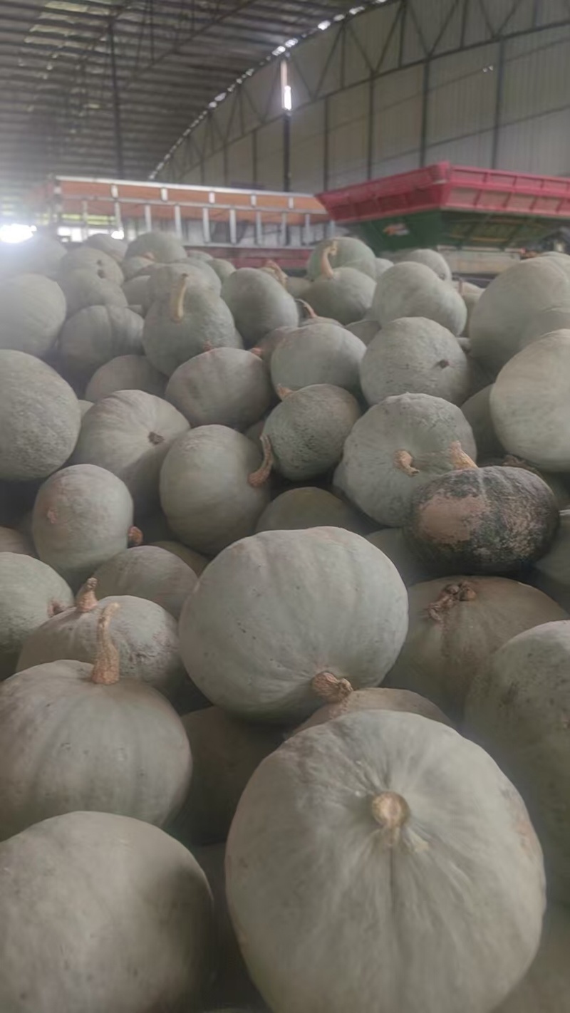 银栗南瓜，基地直发，可对接全国，可视频看货，量大从优