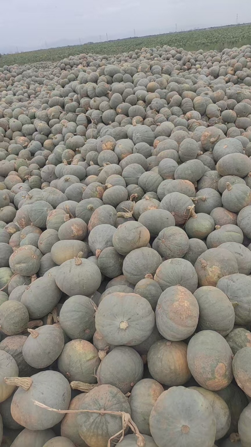银栗南瓜，基地直发，可对接全国，可视频看货，量大从优