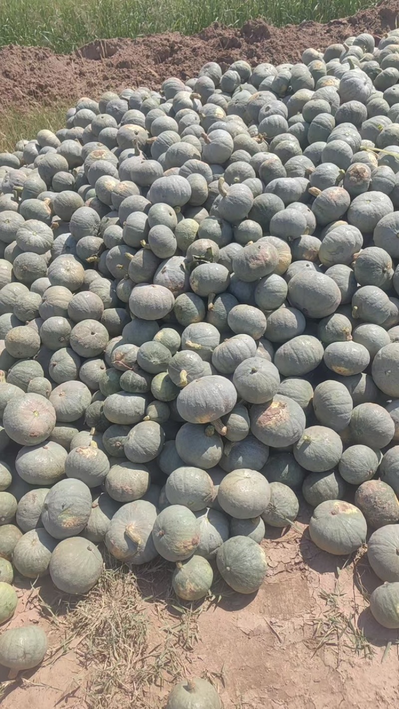 银栗南瓜，基地直发，可对接全国，可视频看货，量大从优
