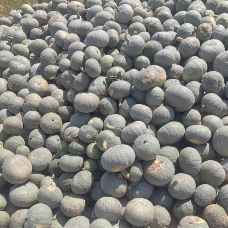 银栗南瓜，基地直发，可对接全国，可视频看货，量大从优