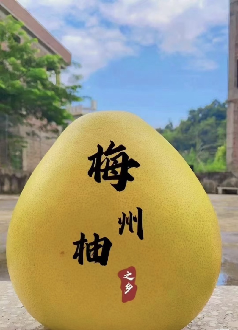 梅州松口蜜柚