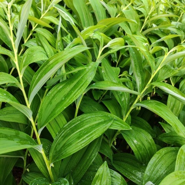 湘玉竹种茎
