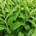湘玉竹种茎