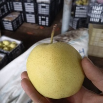 高原雪梨【梨】-雪梨支持视频看货，可发往全国市场！