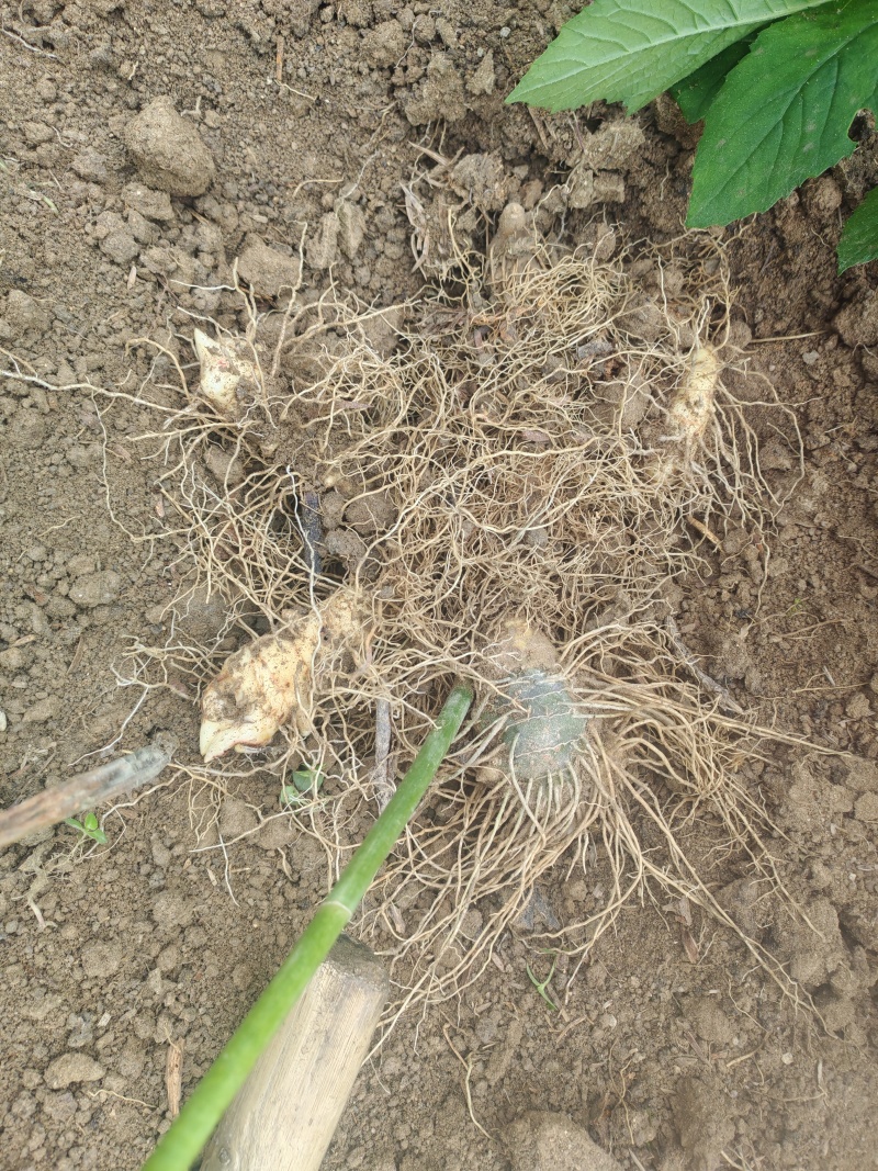 湘玉竹种茎