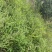 黄花菜又叫长寿花，自己吃不了，可以吃面、打卤汤，不多点