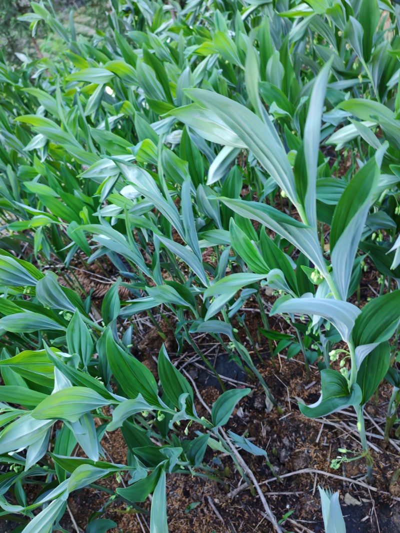 湘玉竹种茎