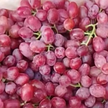 精品葡萄克伦生葡萄，新疆无籽葡萄大量供应，欢迎咨询