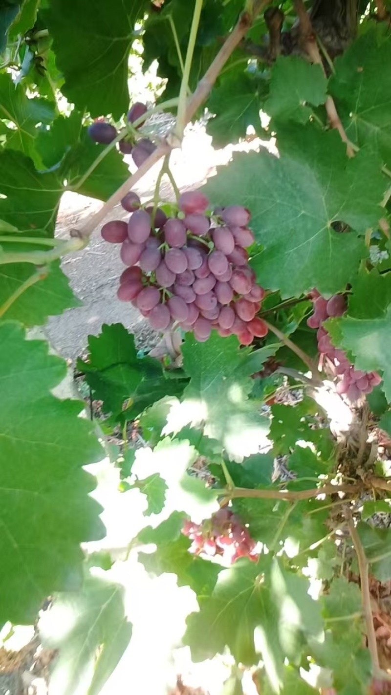 精品葡萄克伦生葡萄，新疆无籽葡萄大量供应，欢迎咨询