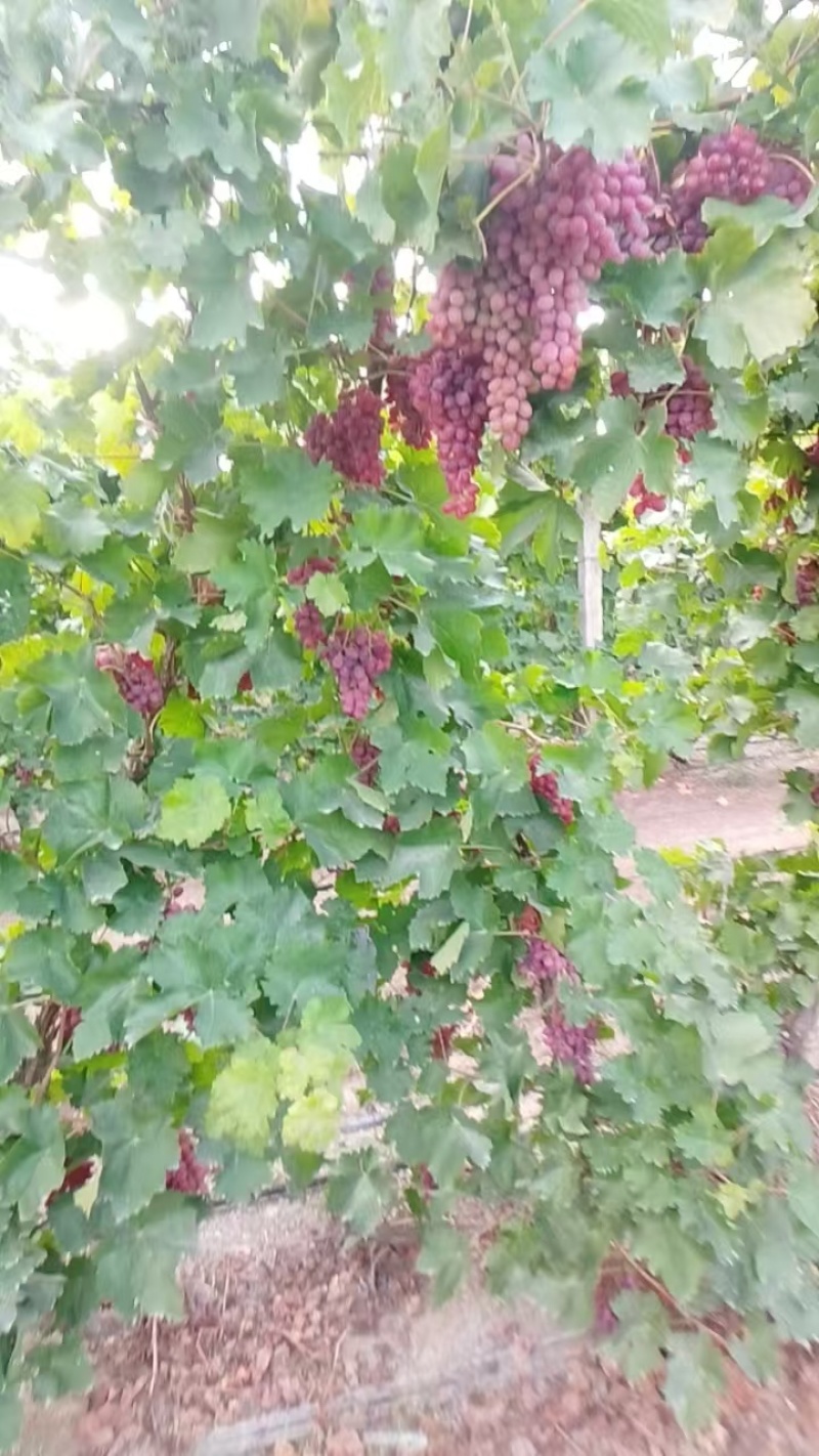 精品葡萄克伦生葡萄，新疆无籽葡萄大量供应，欢迎咨询