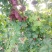 精品葡萄克伦生葡萄，新疆无籽葡萄大量供应，欢迎咨询