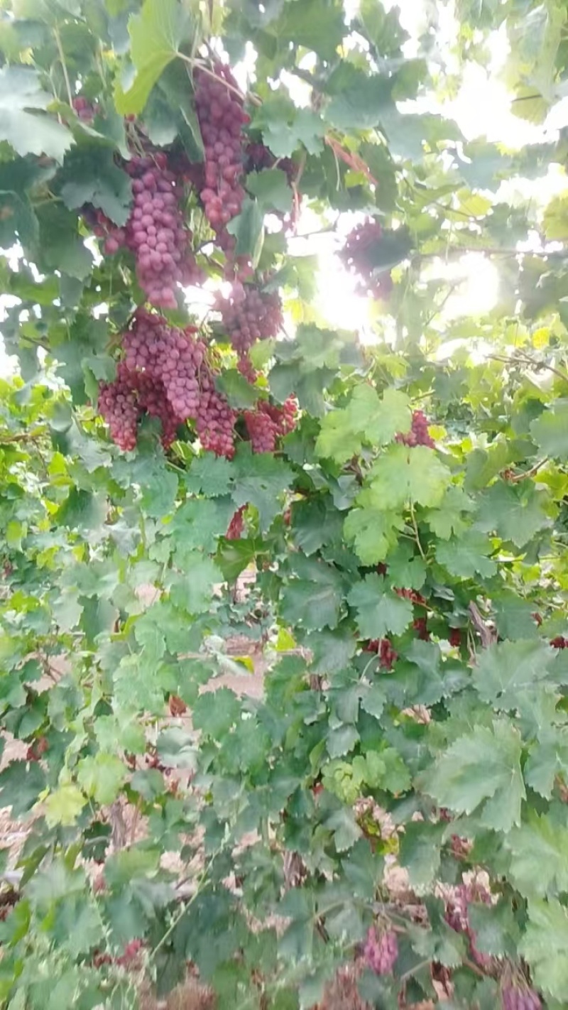 精品葡萄克伦生葡萄，新疆无籽葡萄大量供应，欢迎咨询