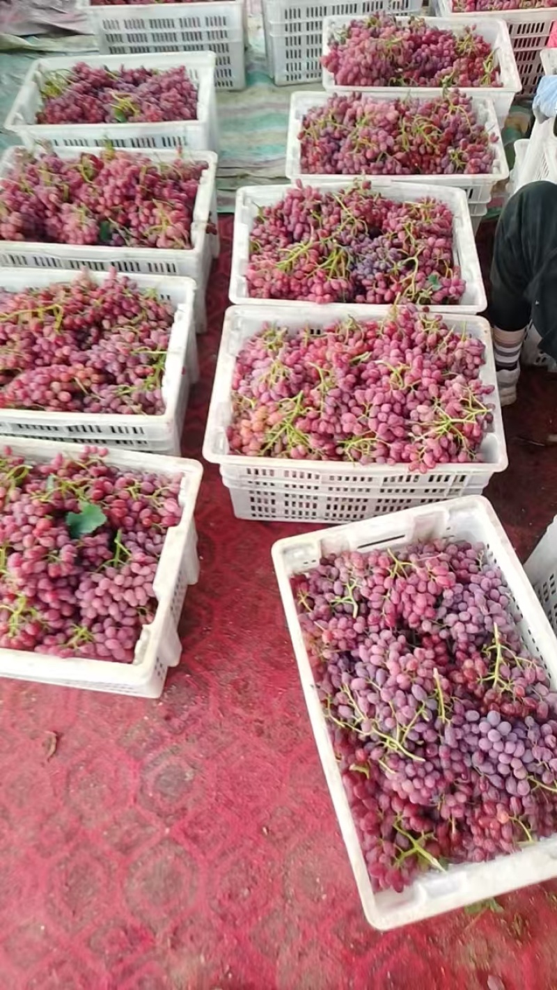 新疆克伦生无籽葡萄大量上市甜度高产量大一手货源欢迎来电