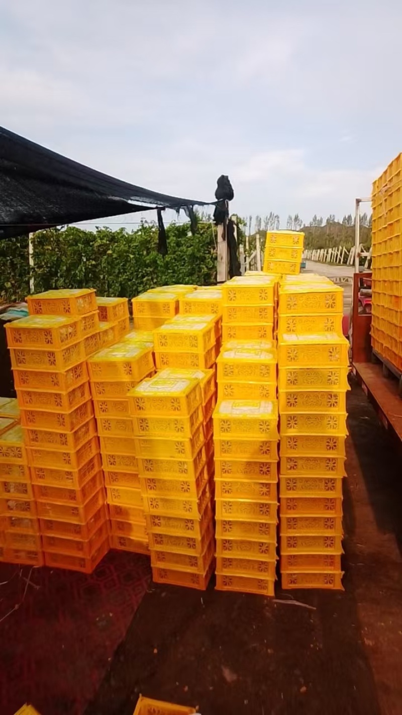 新疆克伦生无籽葡萄大量上市甜度高产量大一手货源欢迎来电