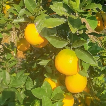 脐橙
