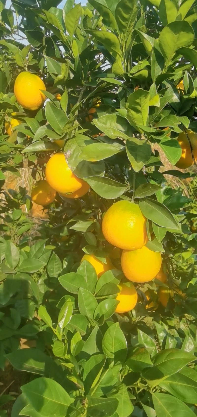 脐橙