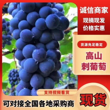湖南怀化刺葡萄高山葡萄2号新鲜采摘可鲜食可酿酒大量供应