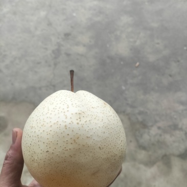 山农酥梨