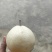 山农酥梨