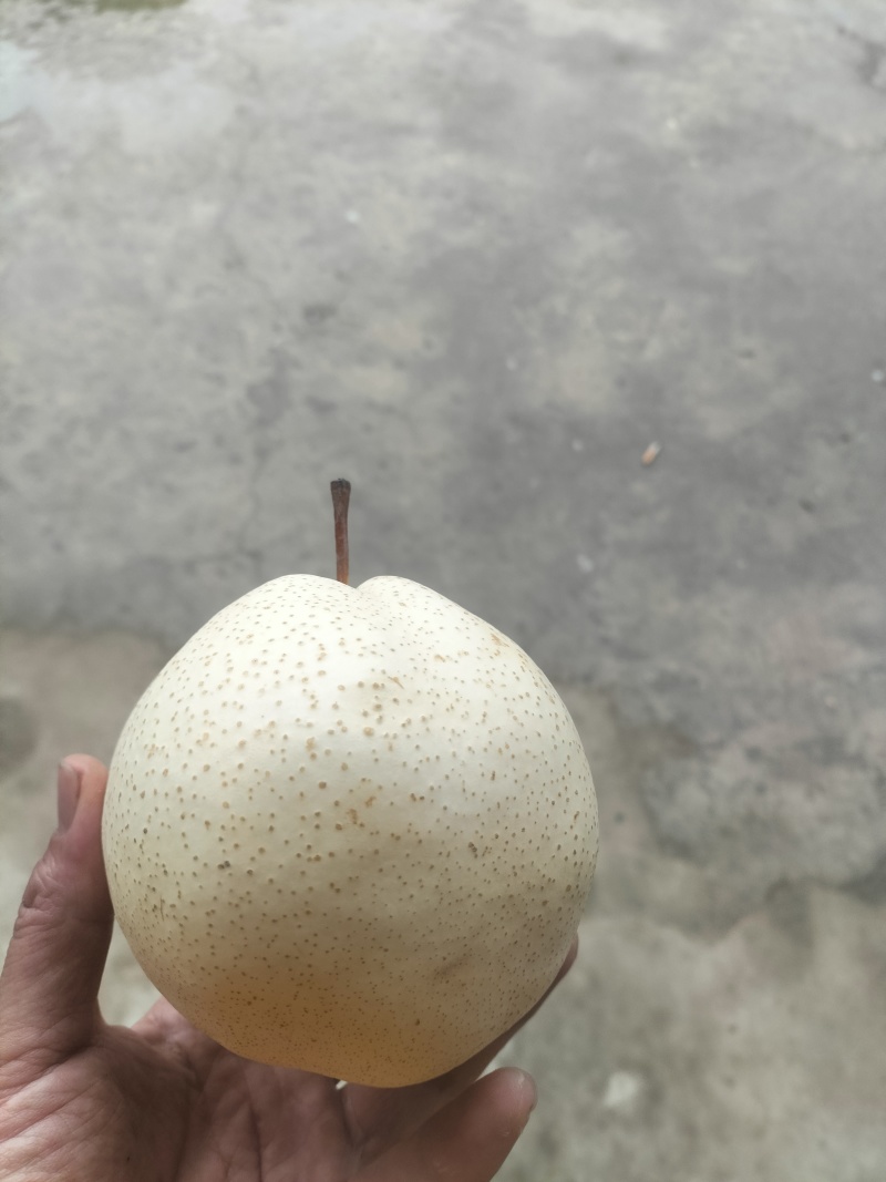 山农酥梨