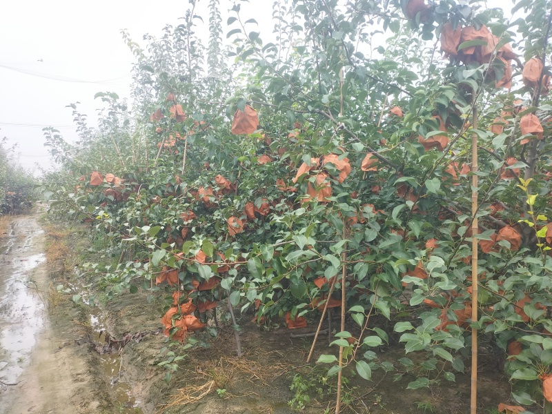 山农酥梨