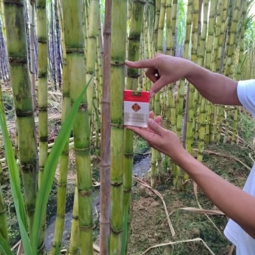 黄皮手撕甘蔗