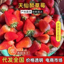 安徽省阜阳市颍泉区闻集天仙醉草基地