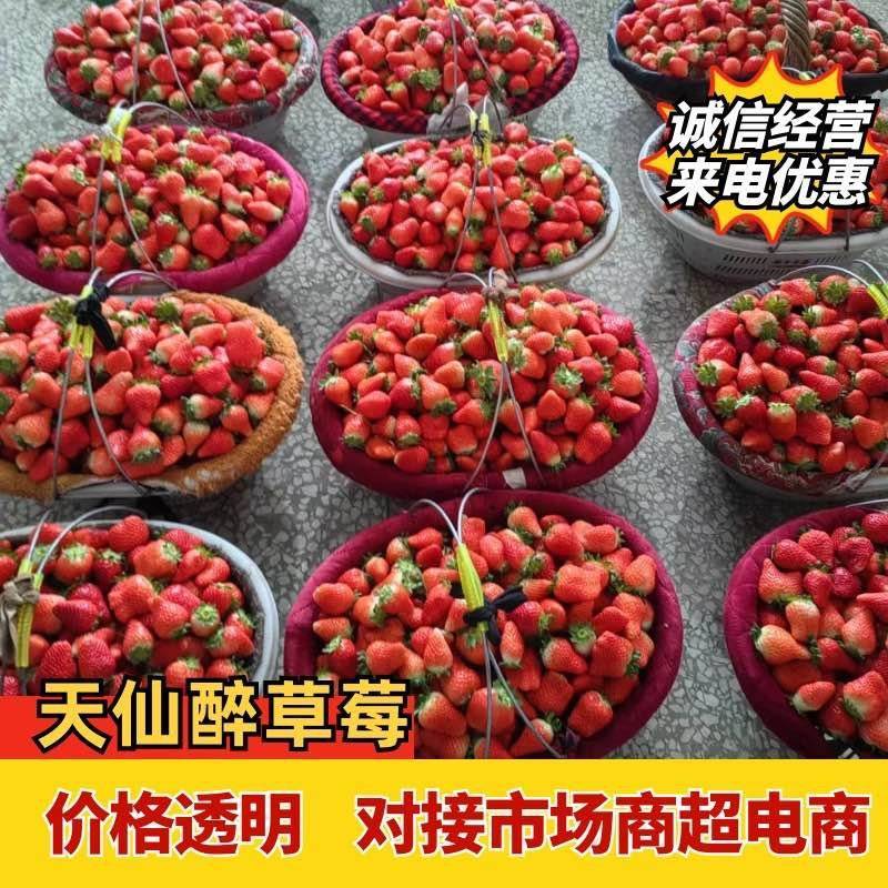 安徽省阜阳市颍泉区闻集天仙醉草莓基地