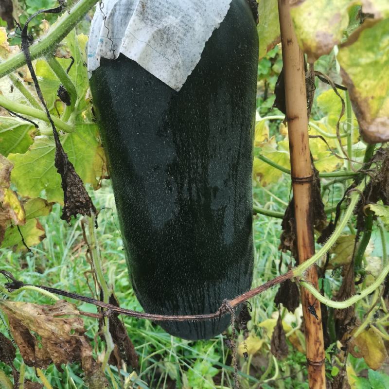 河南冬瓜大量上市，一手货源视频看货对接全国