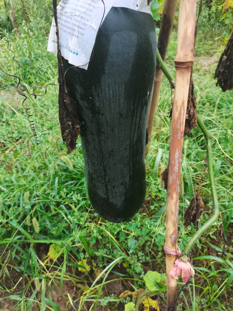 河南冬瓜大量上市，一手货源视频看货对接全国