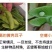 白玉豆王帝豆大量上市产地直发欢迎采购