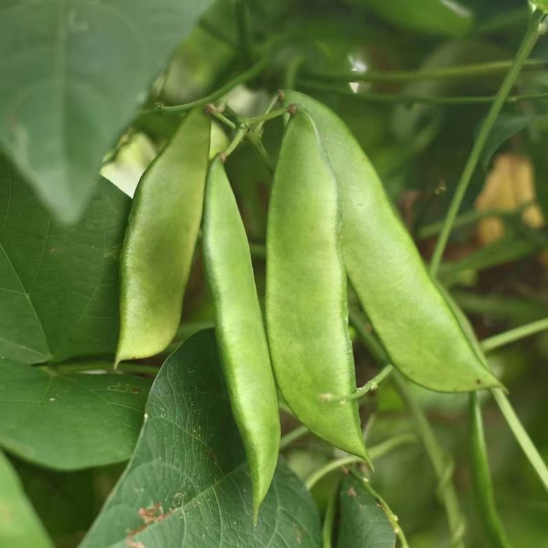 白玉豆王帝豆大量上市产地直发欢迎采购