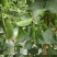 白玉豆王帝豆大量上市产地直发欢迎采购