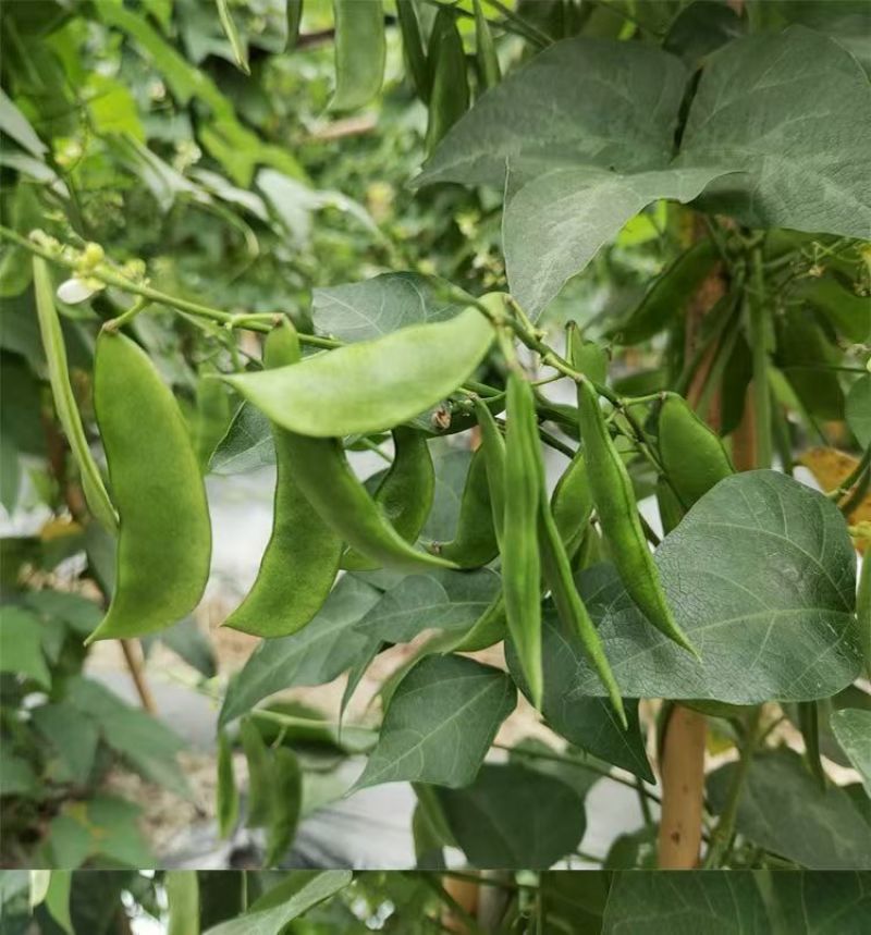 白玉豆王帝豆大量上市产地直发欢迎采购