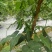 白玉豆王帝豆大量上市产地直发欢迎采购
